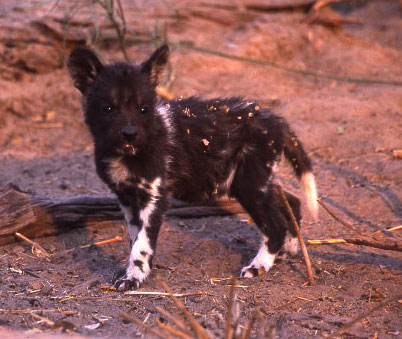 Wild dog pup